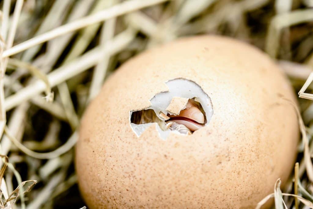 Ein Küken schlüpft aus einem Ei